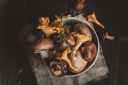 Most beneficial mushrooms