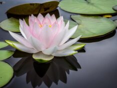 Yoga lotus flower
