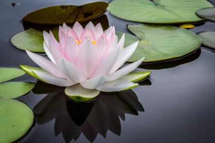 Yoga lotus flower