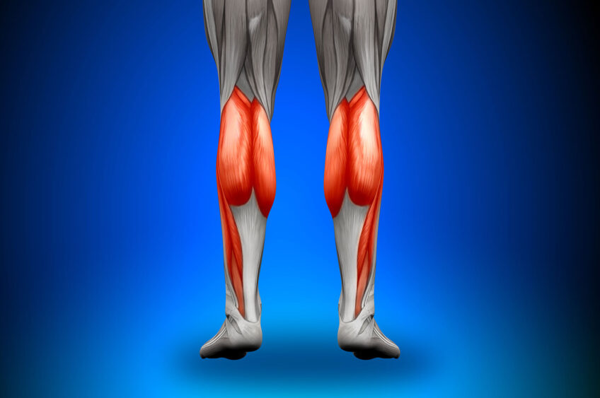 calf muscle anatomy