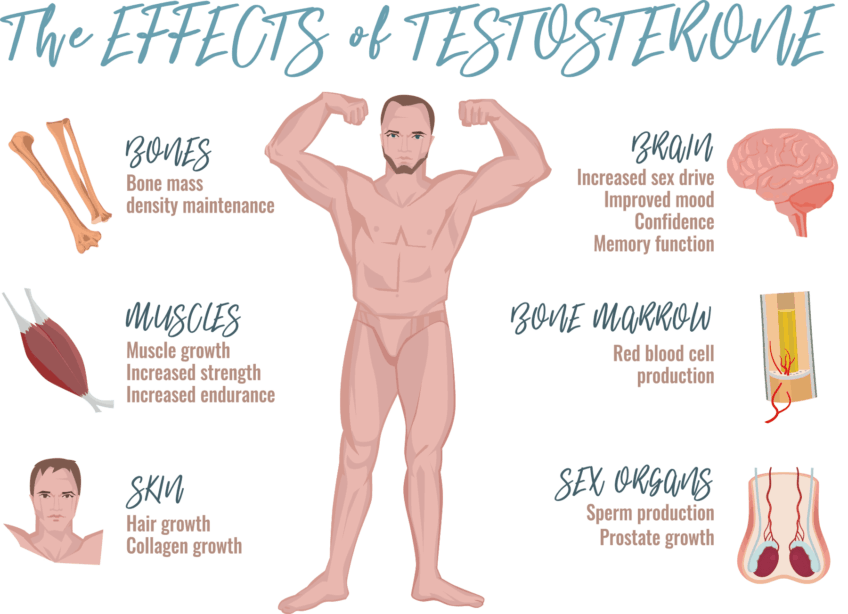 effects of testosterone