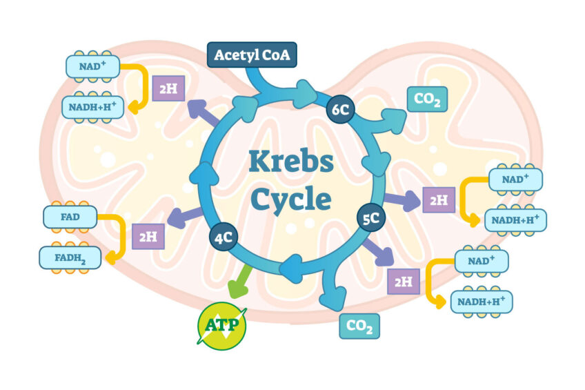 Krebs Cycle